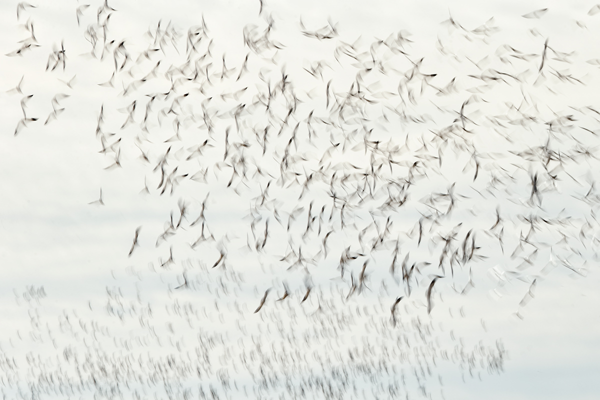 snow-geese-2-flock-blur-viii-_y7o0439-bosque-del-apache-nwr-san-antonio-nm