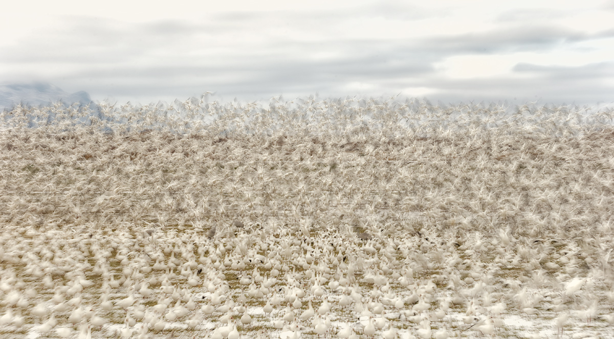 snow-geese-beginning-of-blast-off-_y7o8407-bosque-del-apache-nwr-san-antonio-nm