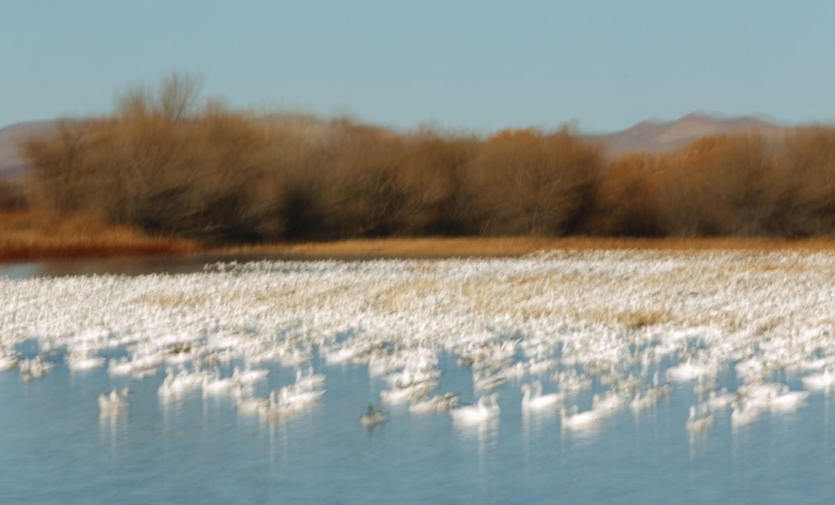 snow-rosss-geese-jiggle-blur-_a1c9433-bosque-del-apache-nwr-san-antonio-nm