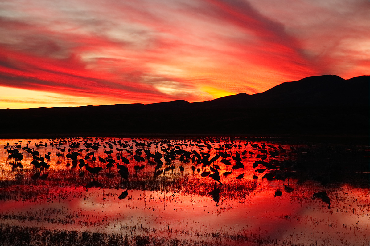 sunset-crane-pool-_a1c0004-bosque-del-apache-nwr-san-antonio-nm