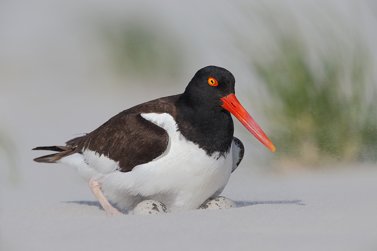 american-oystercatcher-settling-down-on-eggs-in-windstorm-_q8r6532-nickerson-beach-park-lido-beach-ny_0
