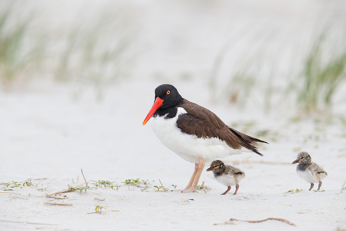 american-oystercatcher-with-two-chicks-_q8r6806-nickerson-beach-park-lido-beach-ny
