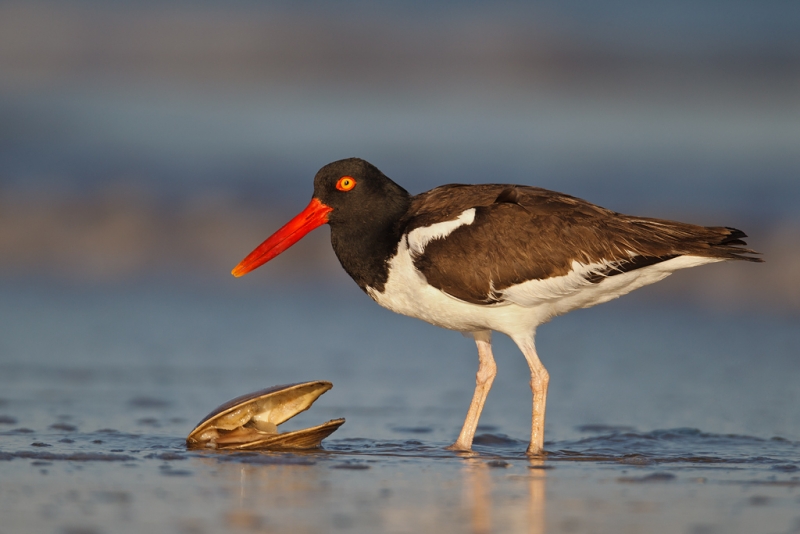 american-oystercatcher-staning-over-surf-clam-33-ton-contr-_y9c1137-nickerson-beach-li-ny