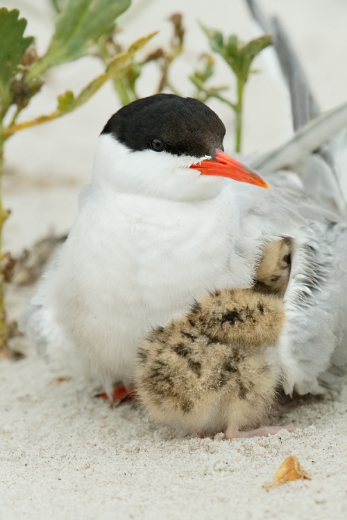 common-tern-brooding-two-chicks-_q8r3871-nickerson-beach-long-island-ny