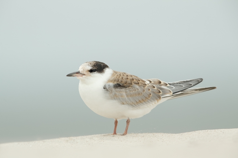 common-tern-fledged-juvenile-_09u0439-nickerson-beach-long-island-ny