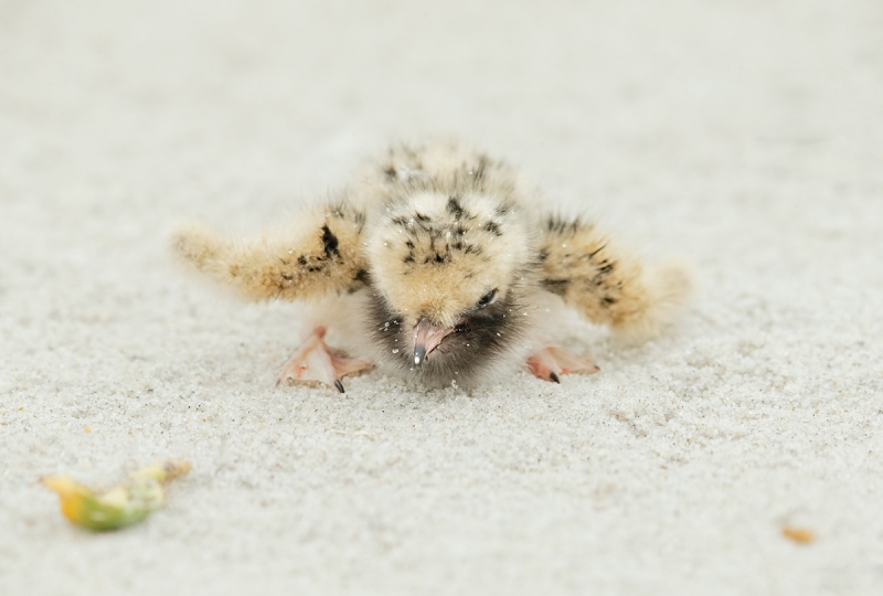 common-tern-tiny-chick-_q8r3800-nickerson-beach-long-island-ny