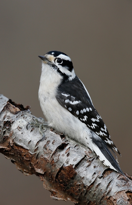 downy-woodpecker-female-on-branch-_q8r0373-elizabeth-a