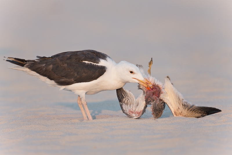 great-black-backed-gull-eating-juvenile-skimmer-_q8r3069-nickerson-beach-long-island-ny