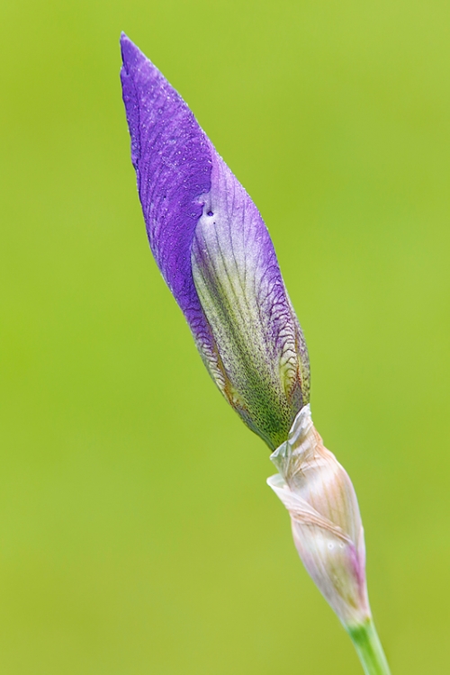 iris-bud-purple-_a1c2276-presby-gardens-upper-montclair-nj