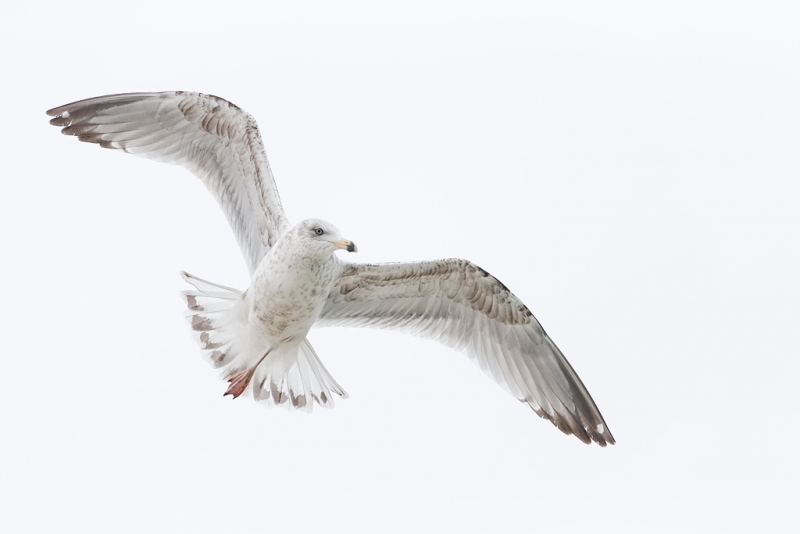 ring-billed-gull-sub-adult-in-flight-_q8r0038-jamesport-new-york