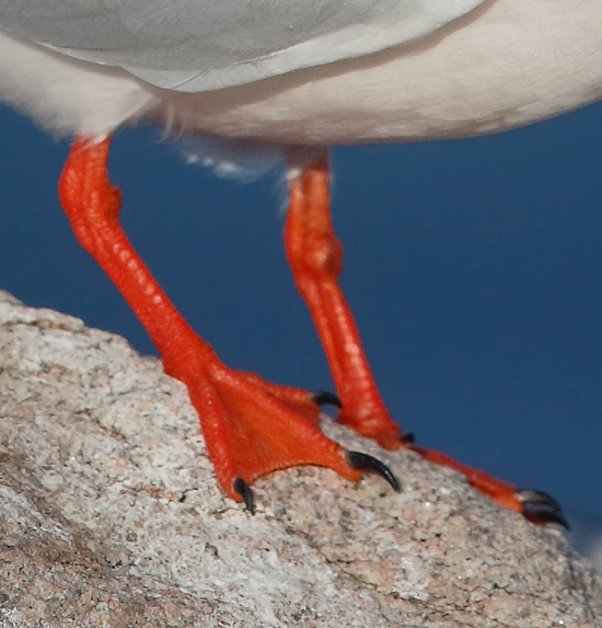 roseate-tern-legs-breeding-plumage-3-5-surface-blur-only-_a1c6713-great-gull-island-project-new-york