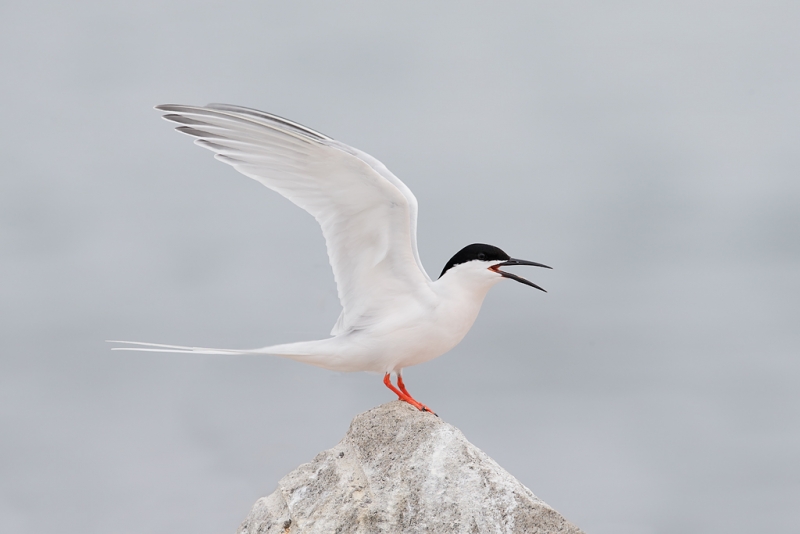 roseate-tern-raised-wing-display-final-_q8r9979-great-gull-island-project-new-york