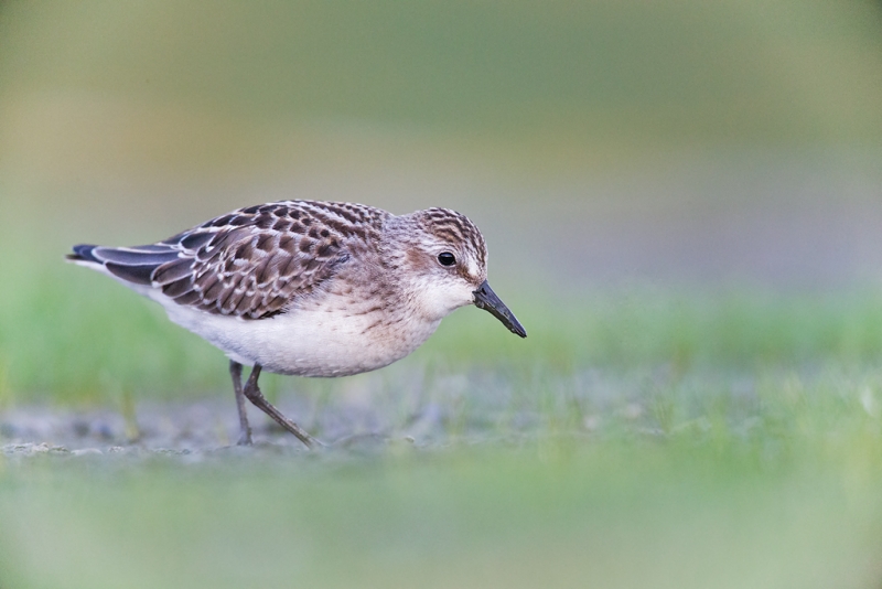 semipalmated-sandpiper-juvenile-iso-10000-_q8r0708-east-pond-jamaica-bay-wildlife-refuge-queens-ny