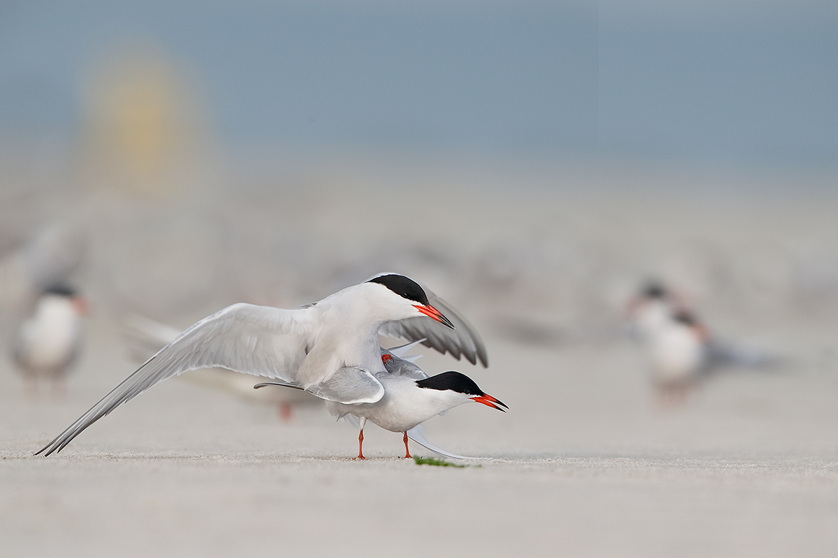 common-terns-copulating-_y5o0998-nickerson-beach-lido-beach-long-island-ny