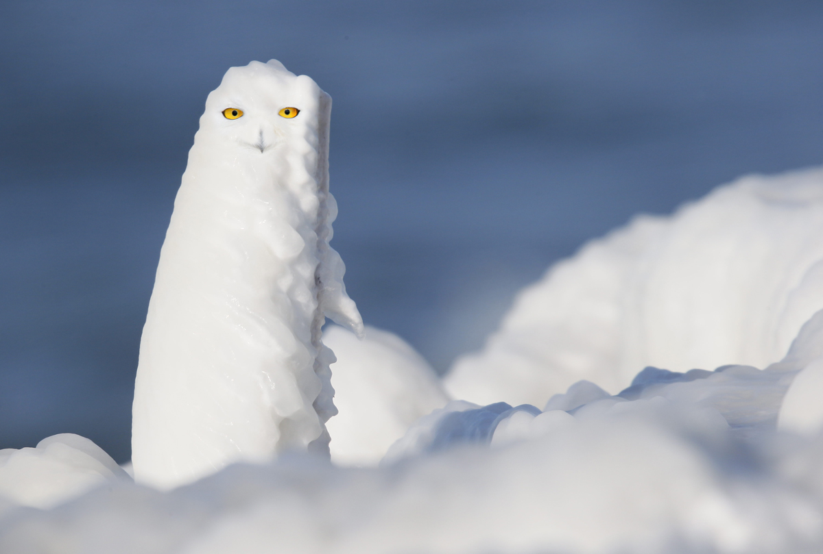 Snowy Owl Classification Chart