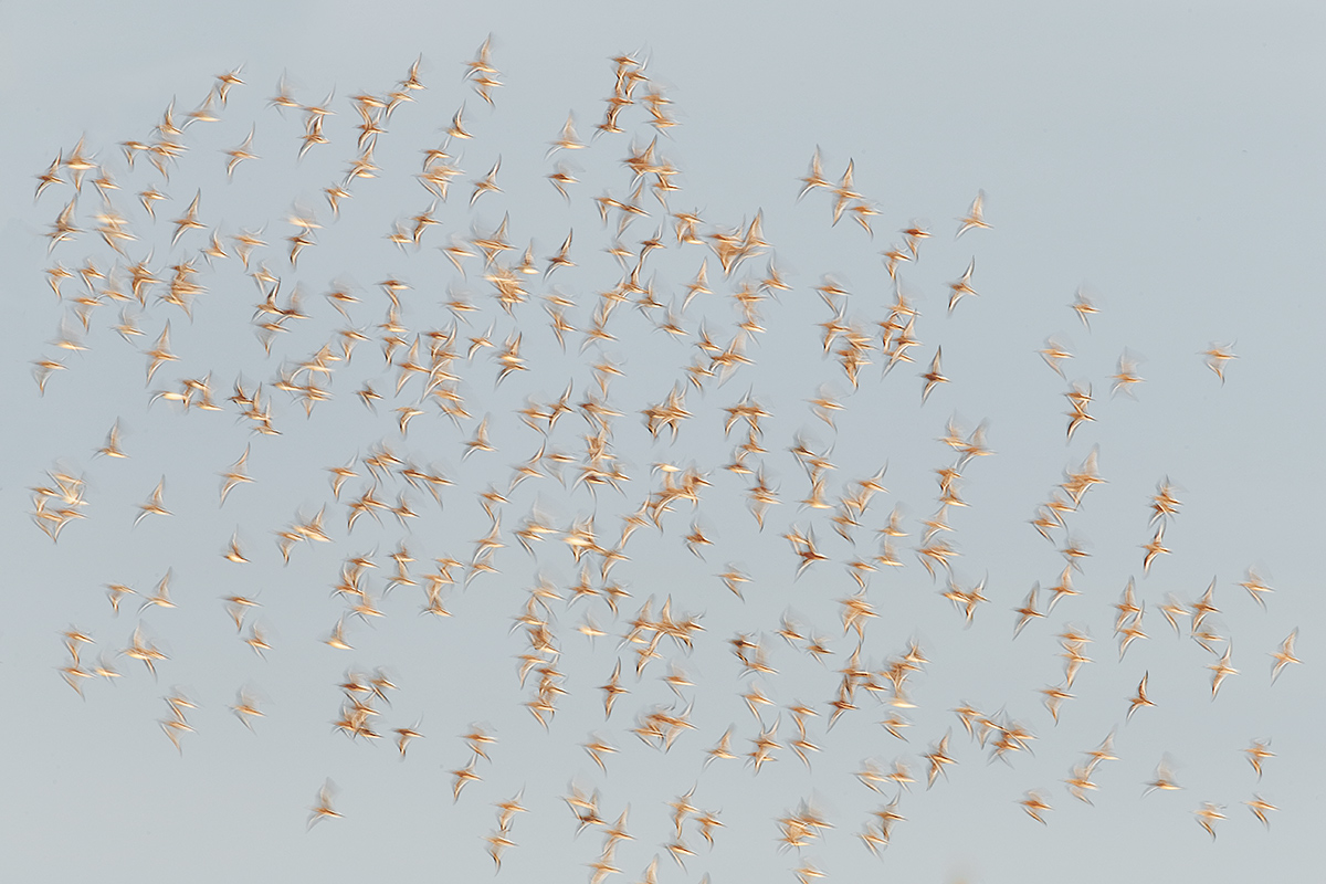 sanderling-flock-in-flight-_q8r7395-nickerson-beach-park-lido-beach-ny
