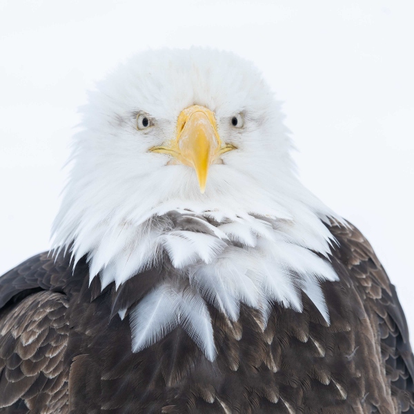 1_Bald-Eagle-2400-head-portrait-SQ-on-snow-_7R48976-Kachemak-Bay-AK