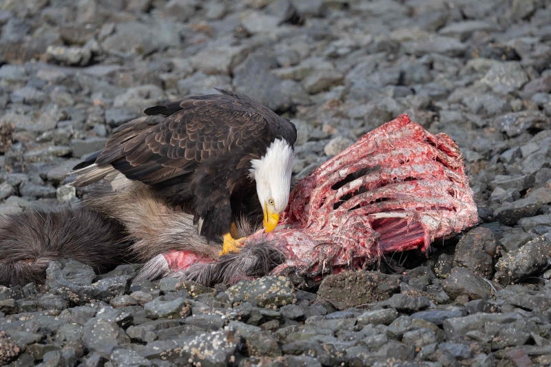 1_Bald-Eagle-3200-on-moose-carcass-_A1G9510-Kachemak-Bay-AK