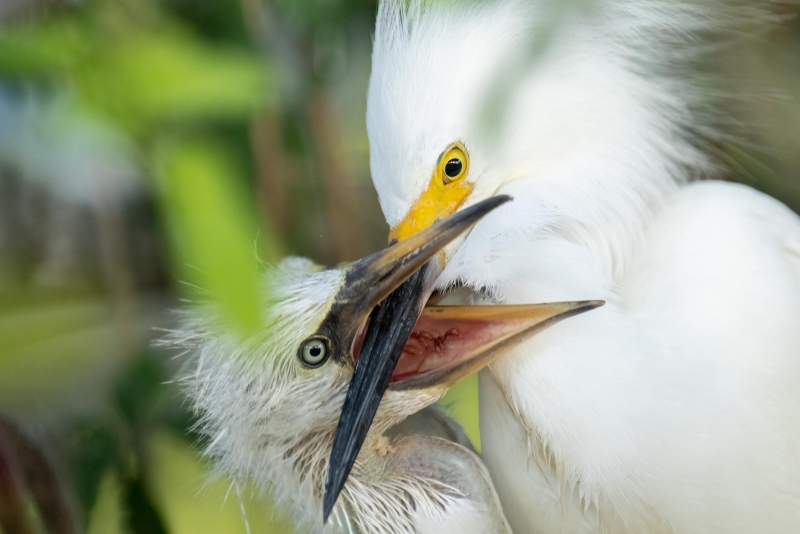 1_Snowy-Egret-3200-feeding-small-chick-_A1G7450-Gatorland-Kissimmee-FL
