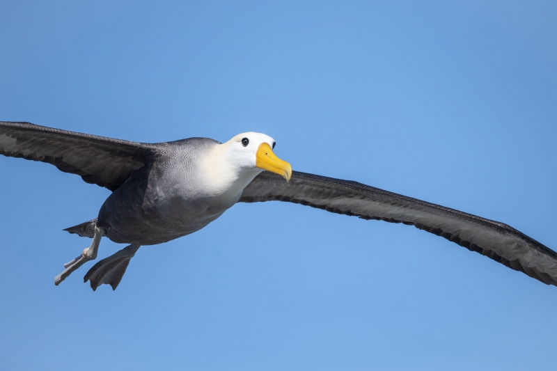 1_Waved-Albatross-3200-in-flight-_BUP8414-Punta-Suarez-Espanola-Hood-Island-Galapagos