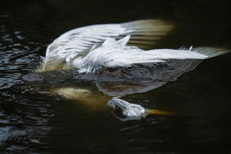 American-Alligator-3200-with-large-Great-Egret-chick-_A1G2150St.-Augustine-Alligator-Farm-FL