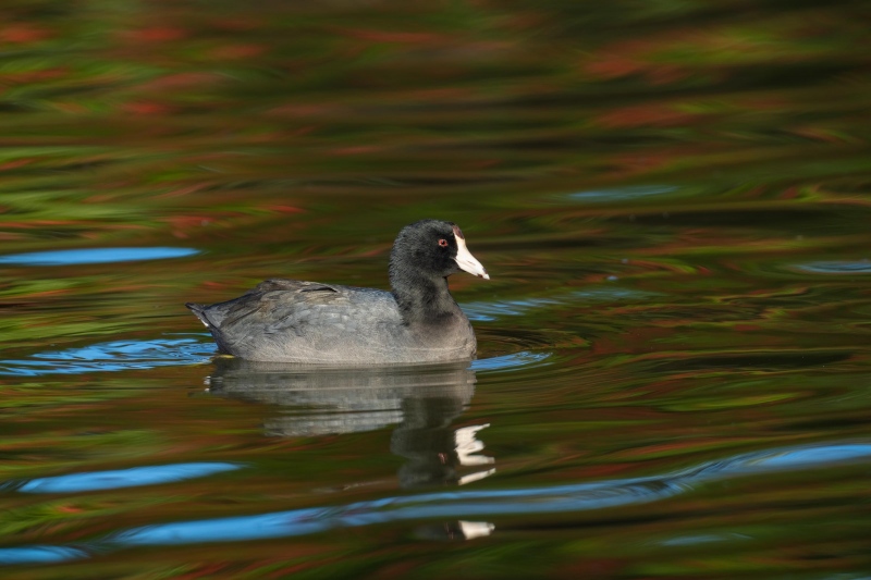 American-Coot-3200-in-red-and-green-reflections-_7R45732-Santee-Lakes-Regional-Park-CA