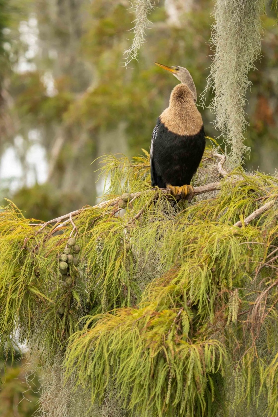 Anhinga-female-3200-wide-in-Bald-Pond-Cypress-_A1B9696-Lakeland-FL