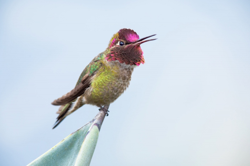Annas-Hummingbird-3200-male-singing-_22A2897-La-Jolla-CA