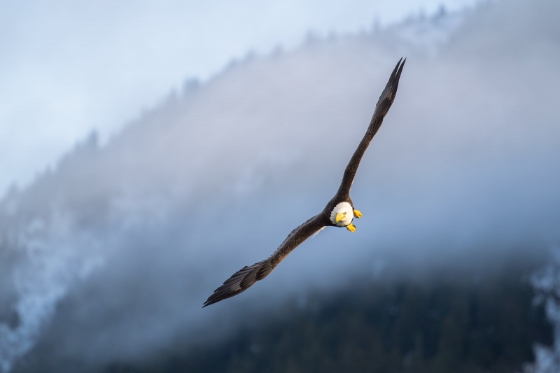 Bald-Eagle-3200-adult-in-fog-bank-_A1G2845-Kachemak-Bay-AK