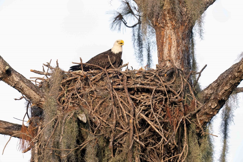 Bald-Eagle-3200-at-nest-with-eggs-_A1B7750-Indian-Lake-Estates-FL