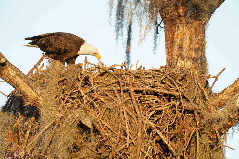 Bald-Eagle-3200-feeding-tiny-chick-_A1G2594-Indian-Lake-Estates-FL