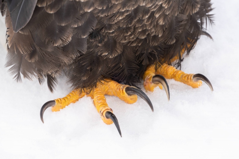 Bald-Eagle-3200-talons-and-feet-_7R48914-Kachemak-Bay-AK