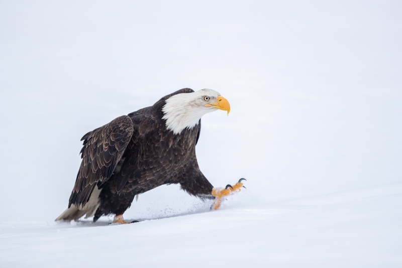 Bald-Eagle-3200-walking-on-fresh-snow-_A3I9024-Kachemak-Bay-AK