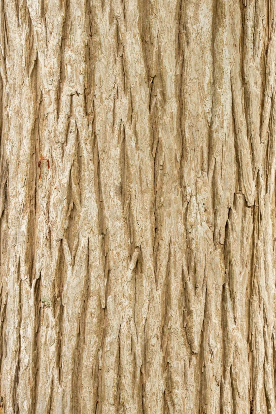 Bald-Pond-Cypress-3200-bark-detail-_A1B9858-Lakeland-FL