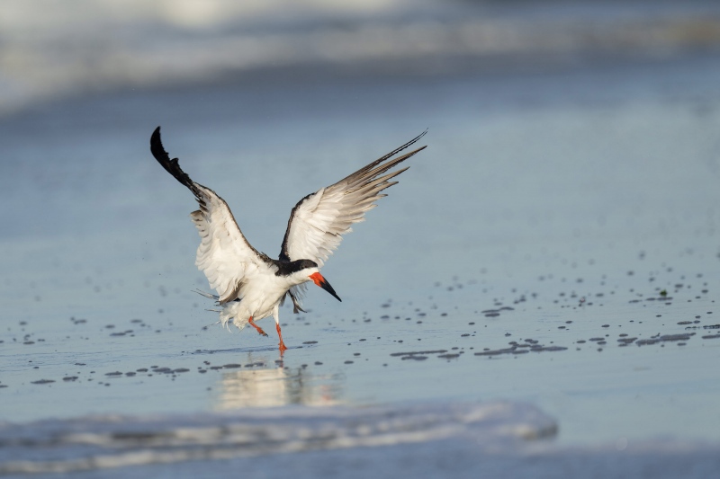 Black-Skimmer-3200-A-flapping-after-bath-_A1G5127Nickerson-Beach-Park-Lido-Beach-Long-Isand-NY