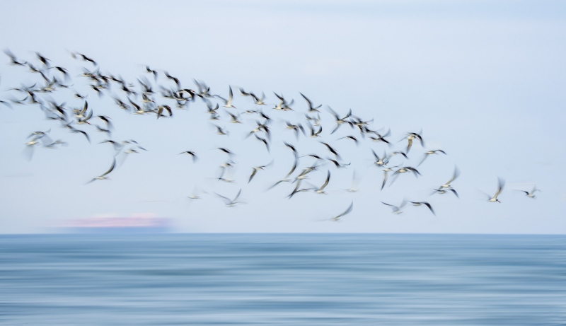 Black-Skimmer-3200-flock-blur-with-ship-_A1G1398Nickerson-Beach-Park-Lido-Beach-Long-Isand-NY