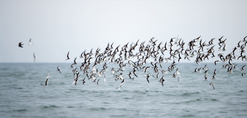 Black-Skimmer-3200A-flock-and-Common-Terns-chasing-Peregrine-Falcon-_BUP8995-Nickerson-Beach-Park-Lido-Beach-Long-Island-MY