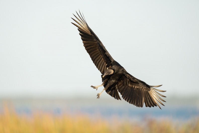 Black-Vulture-3200-braking-to-land-_A1G8961-Indian-Lake-Estates-FL