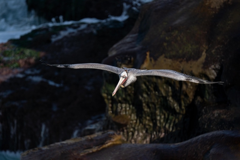 Brown-Pelican-flight-top-shot-against-cliffs-_A929430-La-Jolla-CA