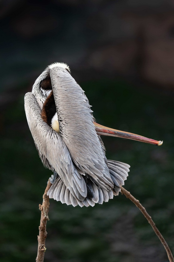 Brown-Pelican-preening-top-of-head-with-wing-_A921690-La-Jolla-CA