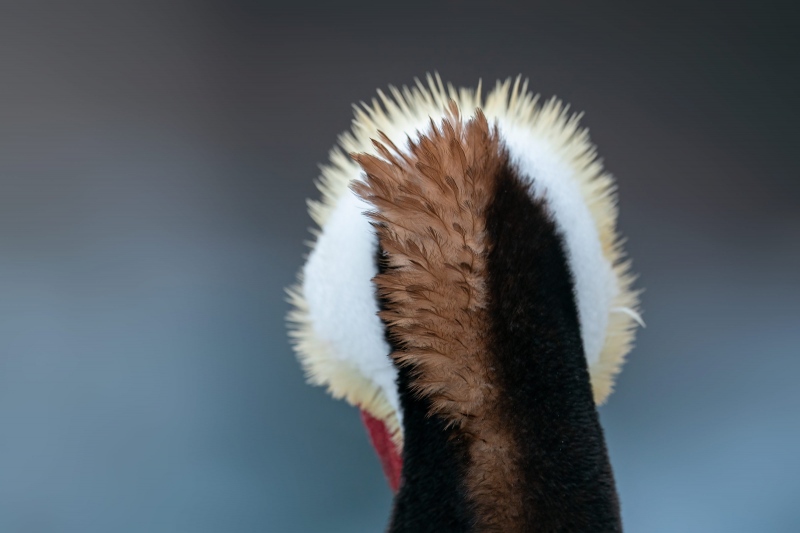Brown-Pelican-rear-view-of-head-and-neck-_A921892-La-Jolla-CA