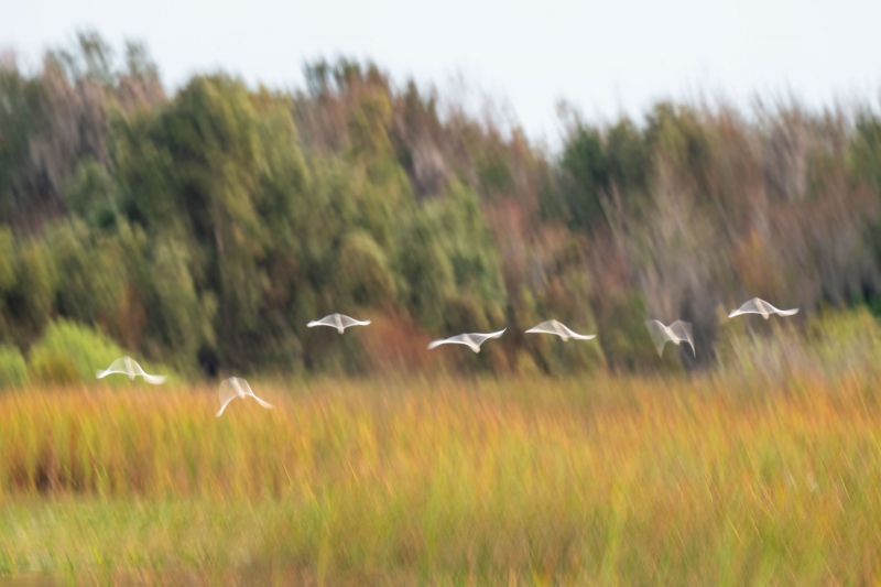 Cattle-Egret-3200-small-flock-blur-over-marsh-_A1B4153-Indian-Lake-Estates-FL