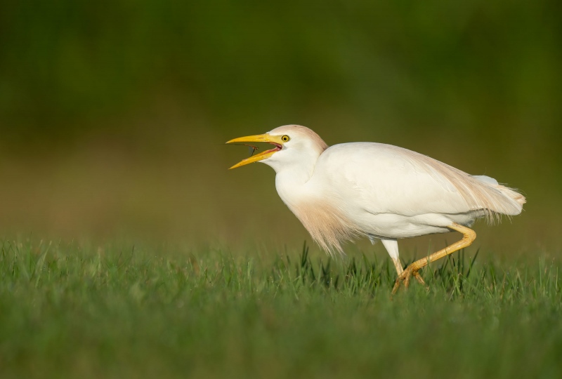 Cattle-Egret-3200-swallowing-mayfly-_A1G7782-Indian-Lake-Estates-FL