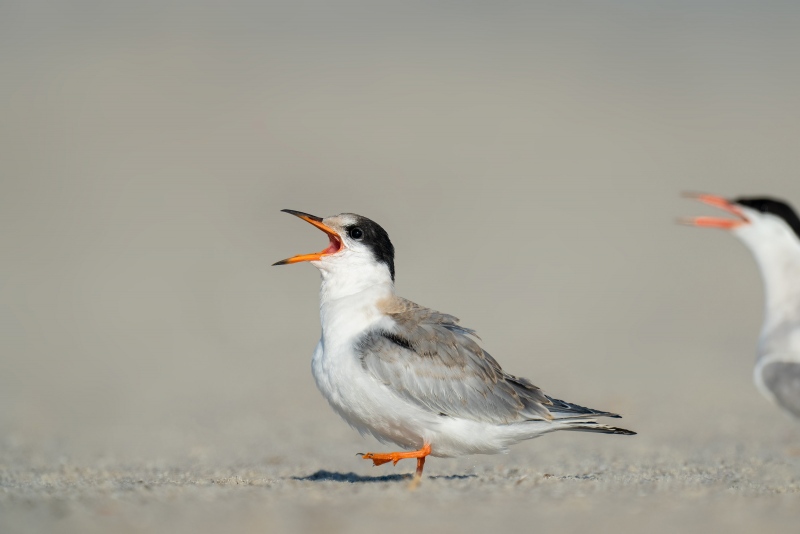 Common-Tern-3200-A-begging-juvenile-_A1G7631Nickerson-Beach-Park-Lido-Beach-Long-Isand-NY