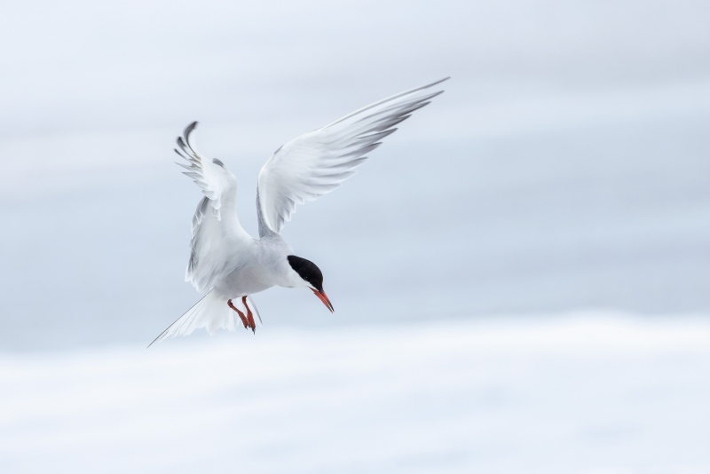 Common-Tern-3200-fishing-for-sand-crabs-Sanjeev-Nagrath-photo-_M2A5594