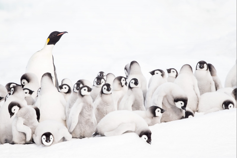 Emperor-Penguin-3200-adult-with-creche-_MAI2085-Snow-Hill-Island-Antarctica