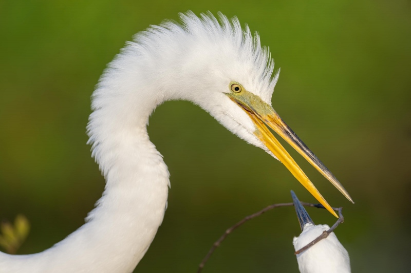 Geat-Egret-3200-male-passing-stick-to-female-_A1G0288-Gatorland-Kissimmee-FL-copy