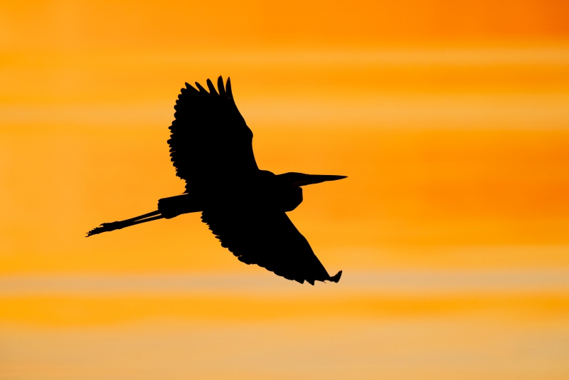 Great-Blue-Heron-3200-sunset-flight-silhouette-_A1B1796-Indian-Lake-Estates-FL