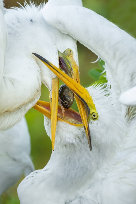 Great-Egret-3200-large-chick-getting-fed-_A1G1329-Gatorland-Kissimmee-FL