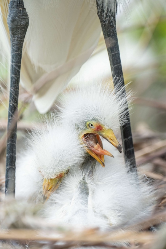 Great-Egret-3200-small-chicks-in-nest-_A1G8192-Gatorland-Kissimmee-FL